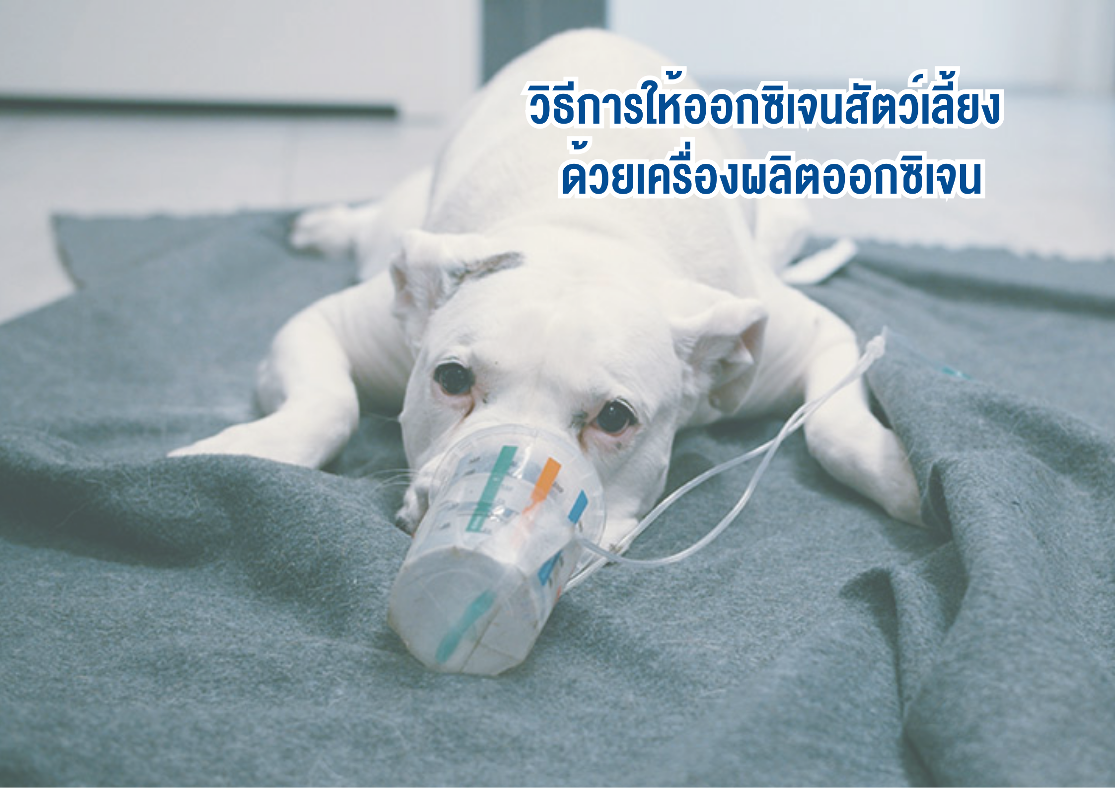 วิธีการให้ออกซิเจนสัตว์เลี้ยง ด้วยเครื่องผลิตออกซิเจน